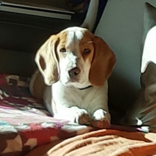 Brutus al solecito! Brutus al solecito!
